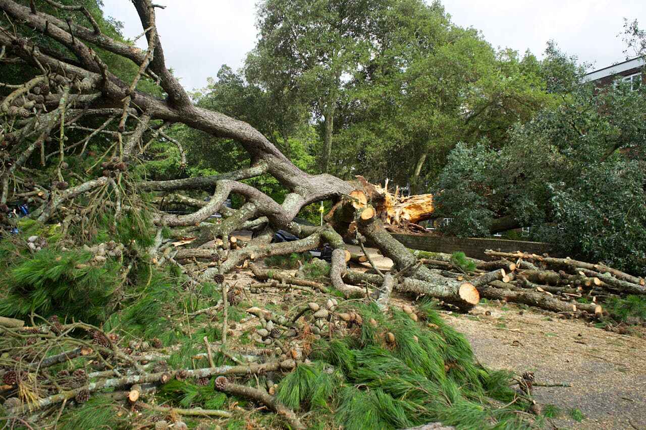 The Steps Involved in Our Tree Care Process in Penn State Erie, PA